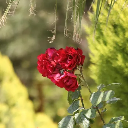 Eftelya Apartmanhotel