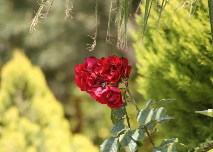 Eftelya מלון דירות